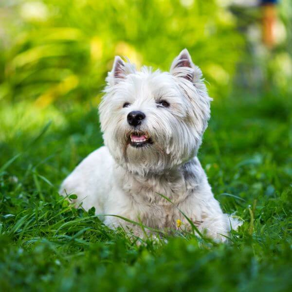 west highland white terrier breeding