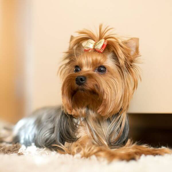 yorkshire terrier breeding