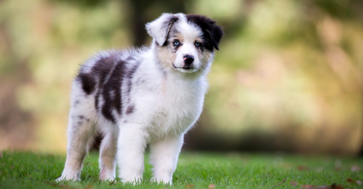 Australian Shepherd For Adoption | Adopt An Australian Shepherd | Petmeetly