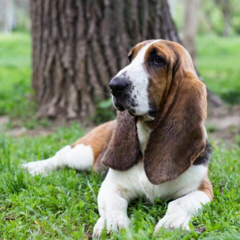 Basset Hound For Adoption 