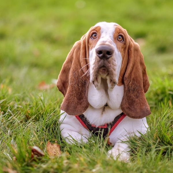 Basset Hound for sale on www.petmeetly.com