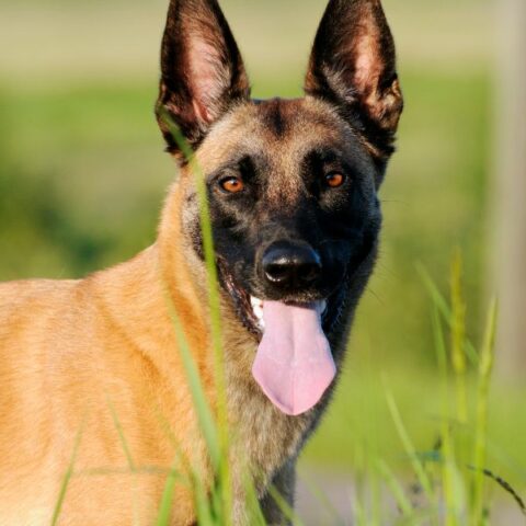 Belgian Malinois For Adoption | Adopt A Belgian Malinois | Petmeetly