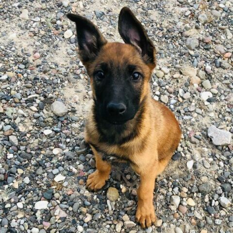 Belgian Malinois For Sale | Petmeetly