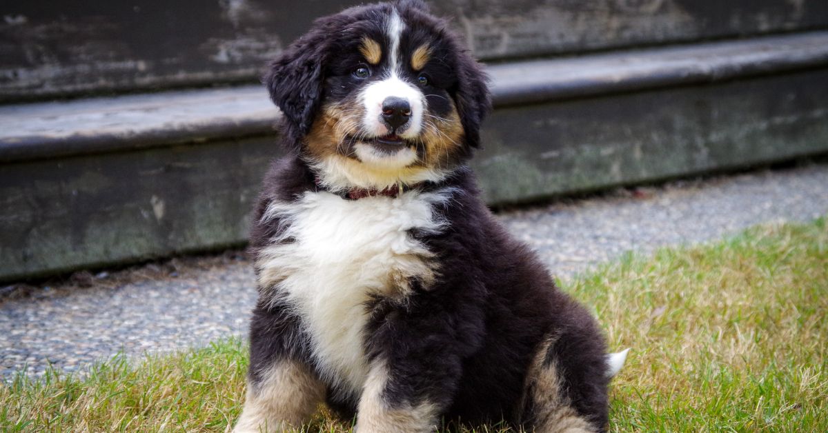 Bernese Mountain Dog For Adoption Adopt A Bernese Mountain Dog