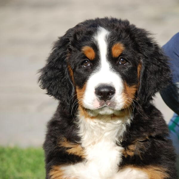 Bernese Mountain Dog for sale on www.petmeetly.com