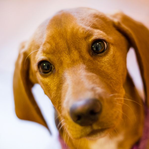 Bloodhound for adoption on www.petmeetly.com