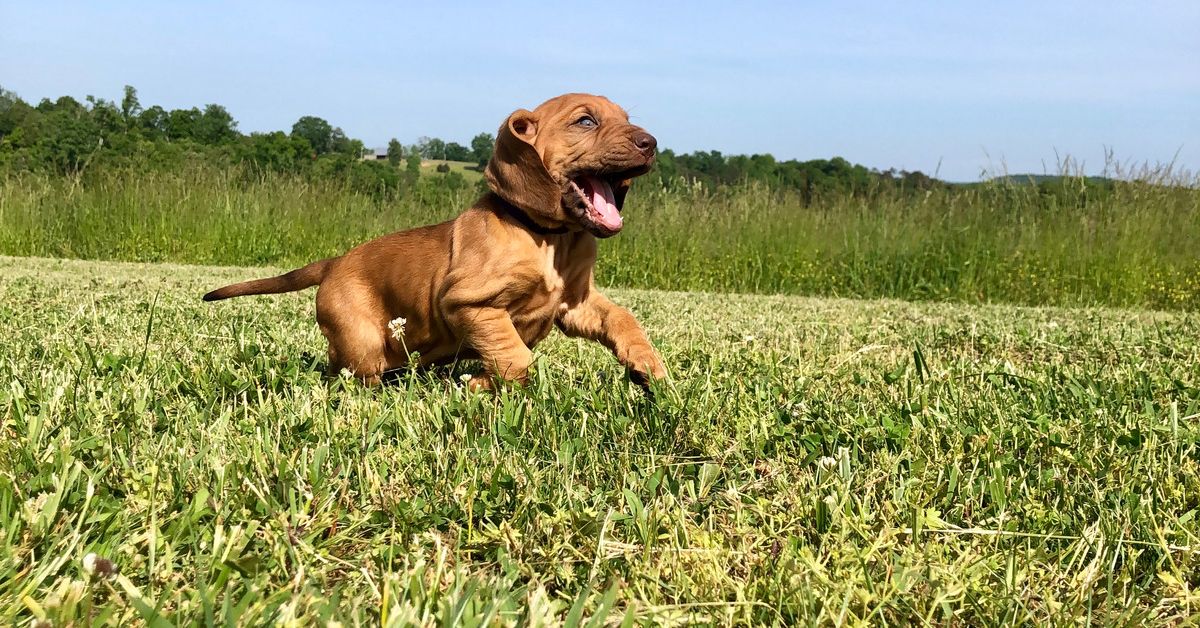 Bloodhound For Adoption Adopt A Bloodhound Petmeetly   Bloodhound For Adoption F 