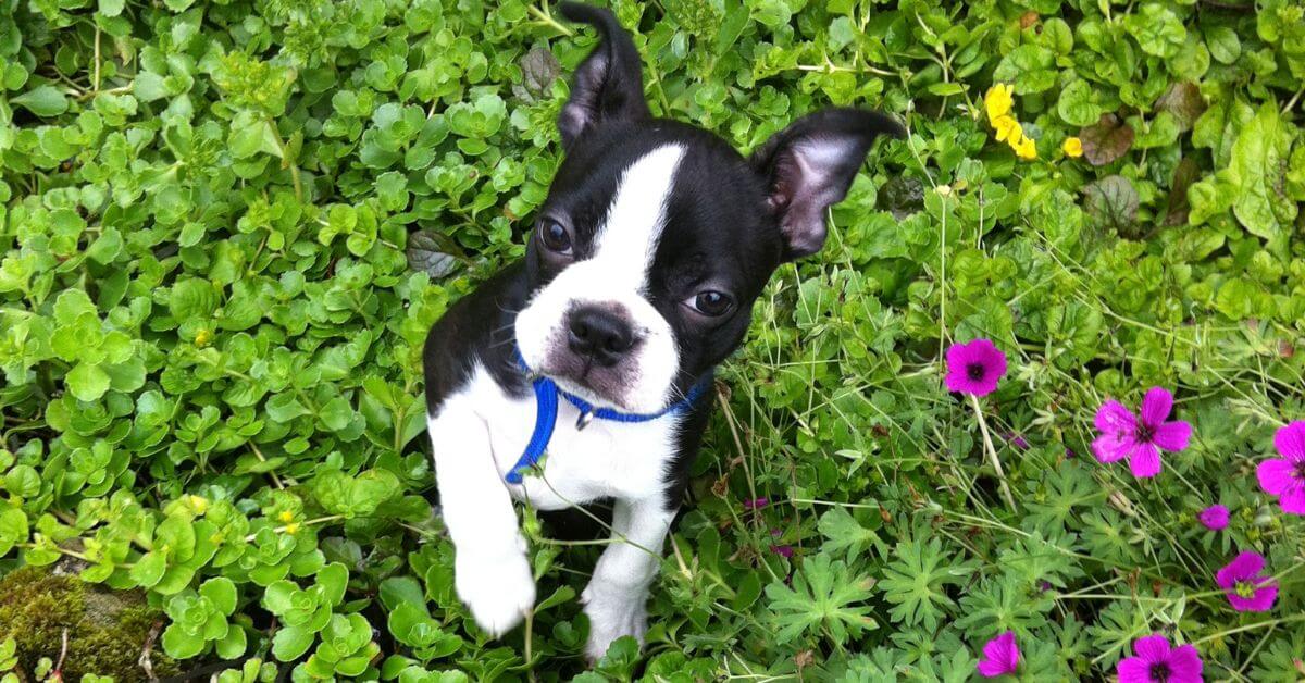 Boston Terrier For Adoption | Adopt A Boston Terrier | Petmeetly