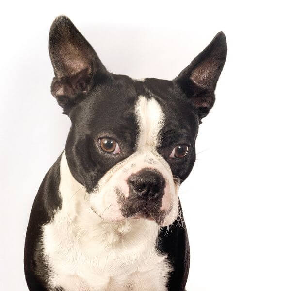 Boston Terrier For Sale | Petmeetly