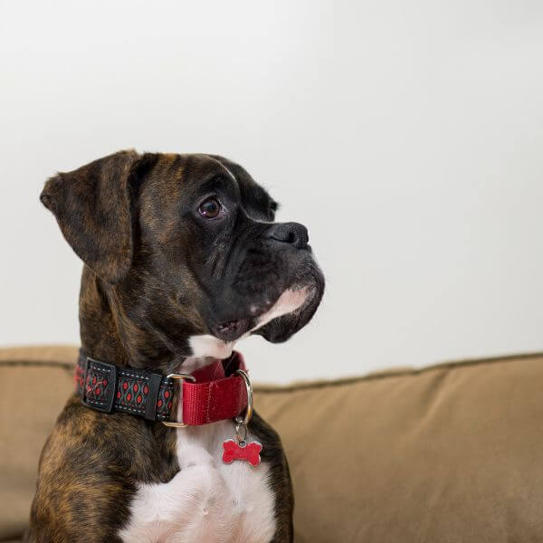 Boxer for adoption on www.petmeetly.com