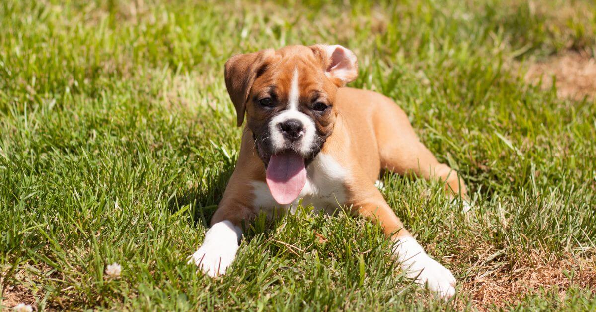 Boxer For Adoption | Adopt A Boxer | Petmeetly