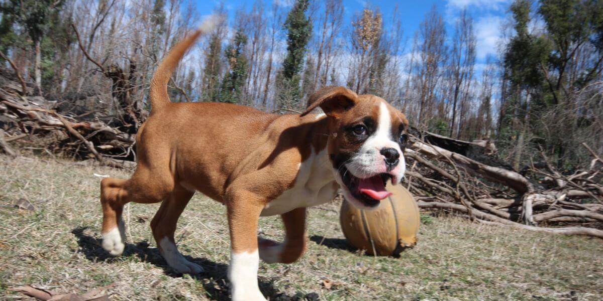 Boxer For Sale | Petmeetly