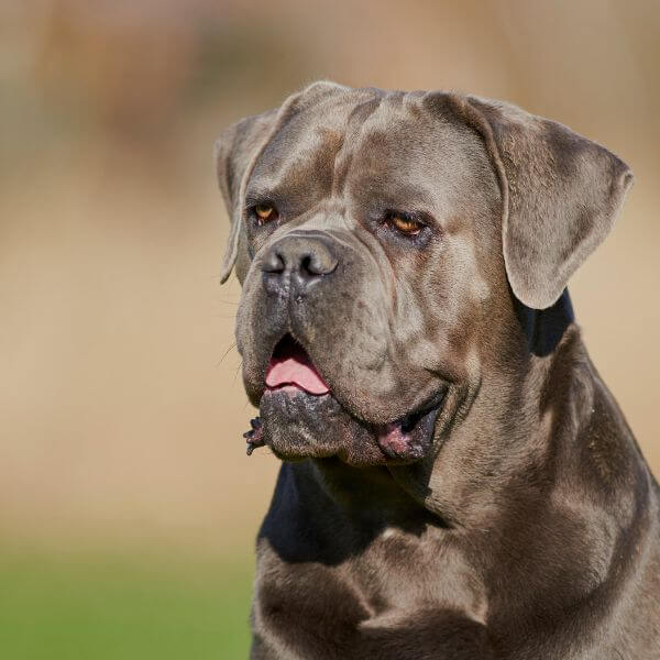 Cane corso for adoption on www.petmeetly.com