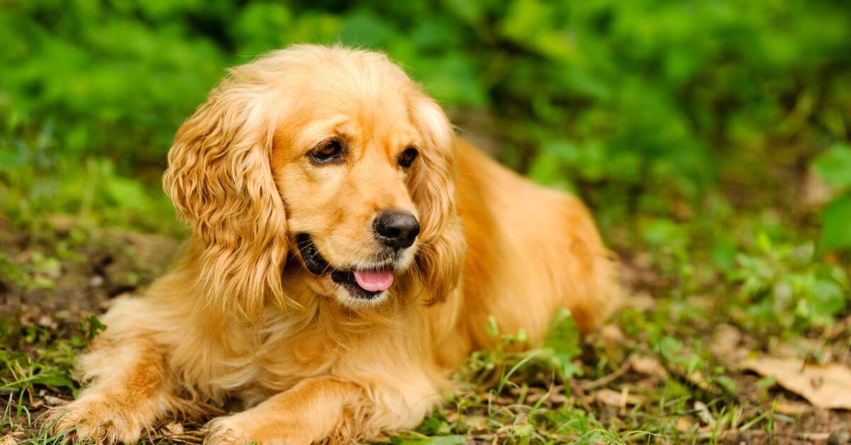 Cocker Spaniel For Adoption | Adopt A Cocker Spaniel | Petmeetly