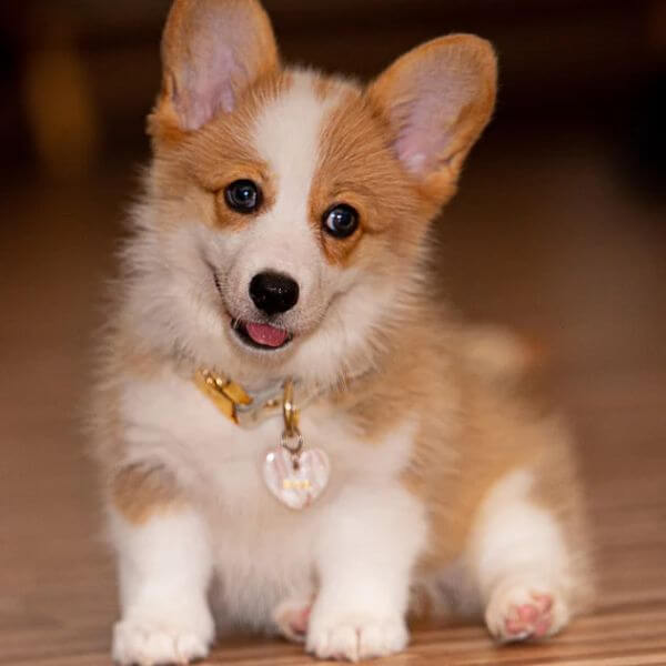 Corgi for adoption on www.petmeetly.com