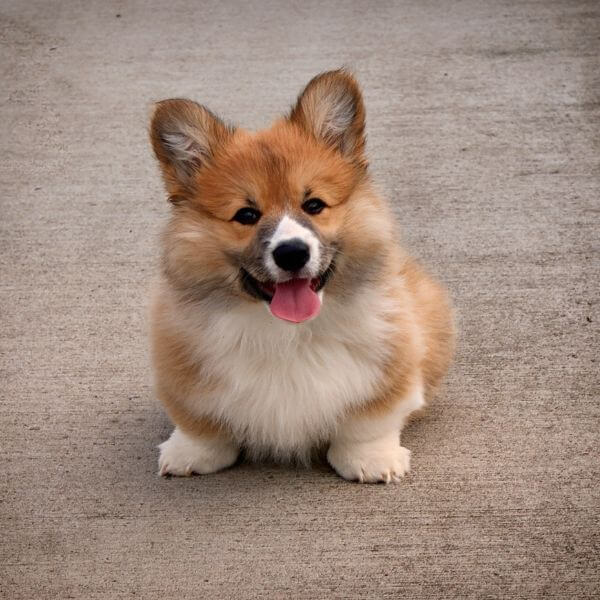 Corgi for sale on www.petmeetly.com