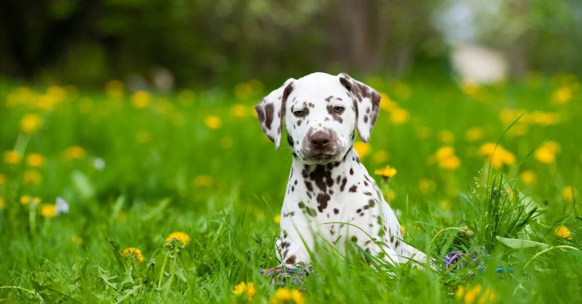 Dalmatian Adoption: Find Your Spotty Best Friend Today