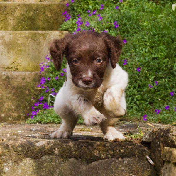 English Springer Spaniel for sale on www.petmeetly.com<br />
