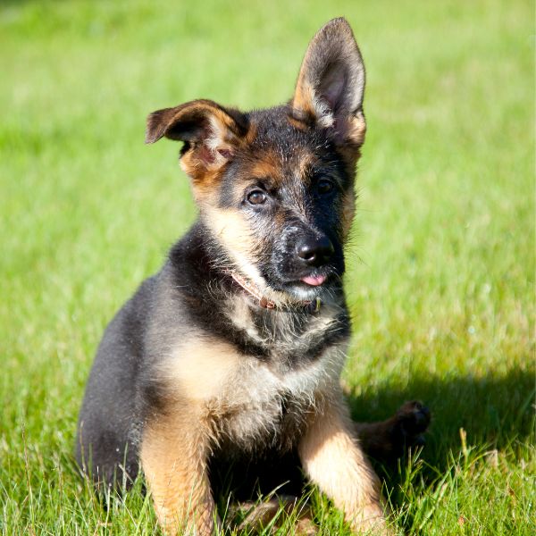 German Shepherd Puppies For Sale | Petmeetly