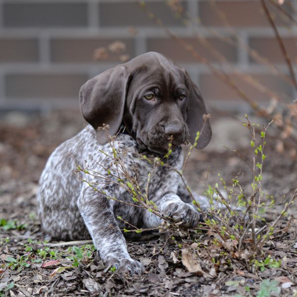 German Shorthaired Pointer for sale on www.petmeetly.com