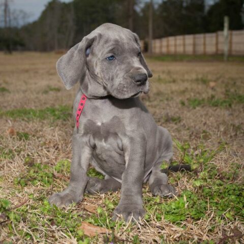 Great Dane Puppies For Sale | Petmeetly