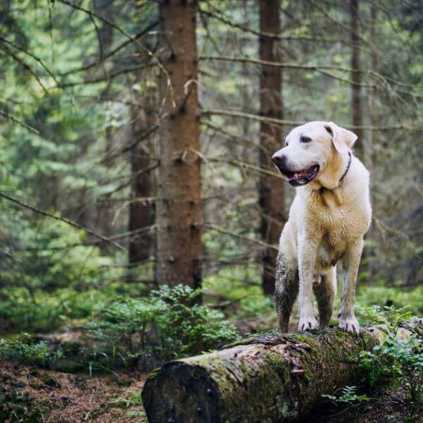 Labrador Hiking