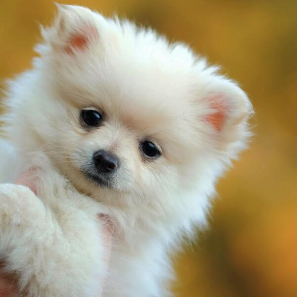 Pomeranian for adoption  on www.petmeetly.com