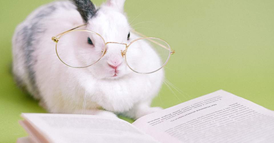 reading rabbit breeding book