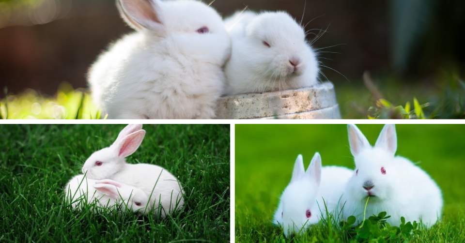 Rabbits mating