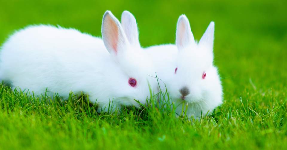 Bunny Bliss: Your Comprehensive Guide to Responsible Rabbit Breeding