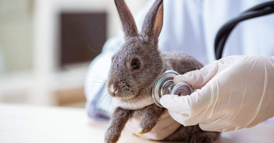 checking health of rabbit