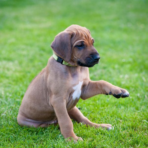 Rhodesian Ridgeback for sale on www.petmeetly.com