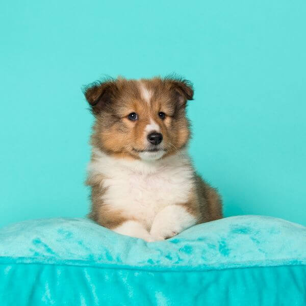 Shetland sheepdog for adoption on www.petmeetly.com