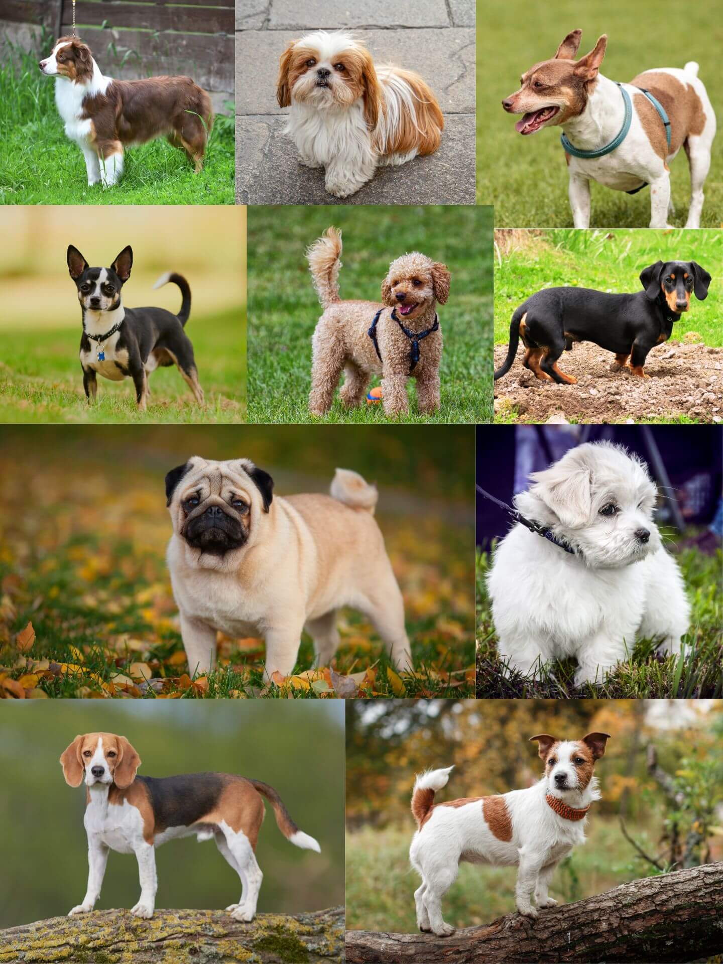 Cheapest small dog breeds best sale