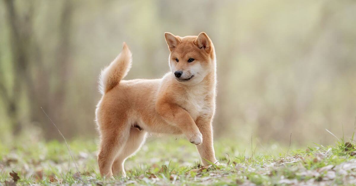 Shiba inu hot sale for adoption