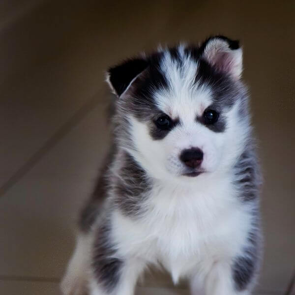 siberian husky for adoption on www.petmeetly.com