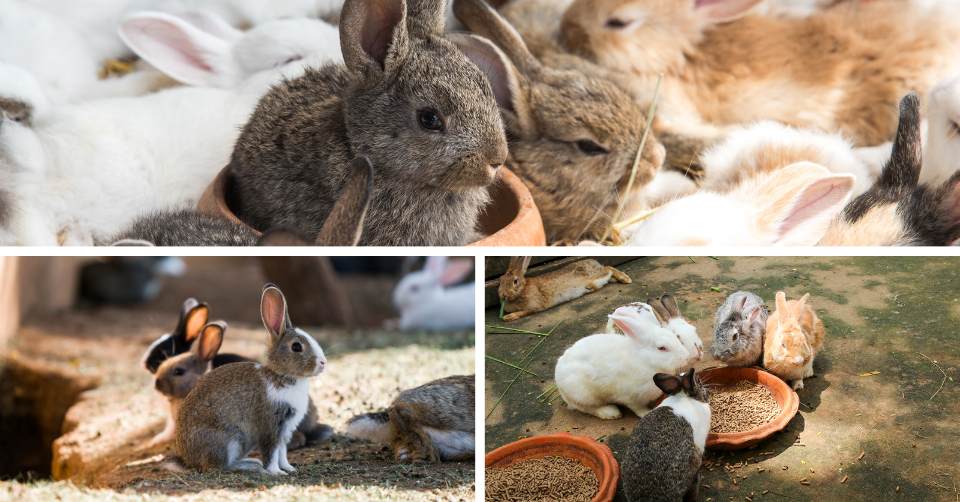 rabbit socialisation