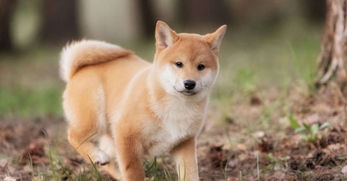 Shiba Inu For Sale Fort Worth