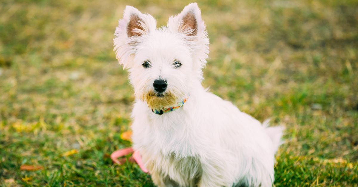 West Highland White Terrier Puppies For Sale | Petmeetly