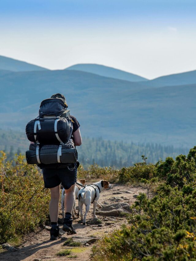 Top 7 trails to hike with your dog in California