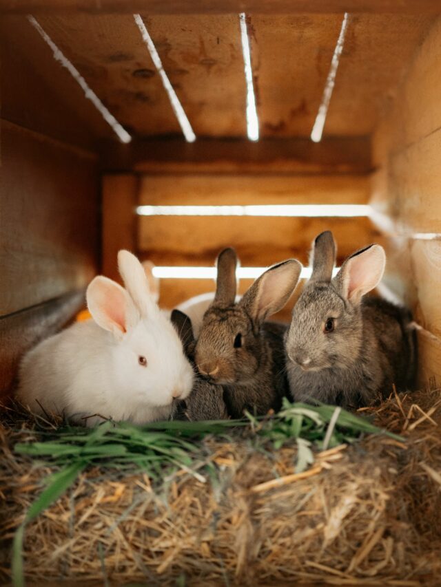Advanced Tips for Rabbit Breeders for mating bunnies
