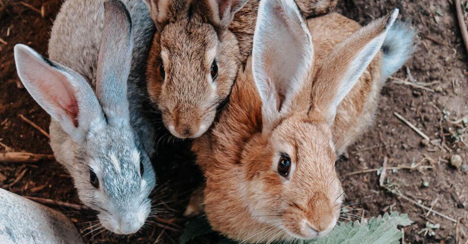 Rabbit breeding on petmeetly.com