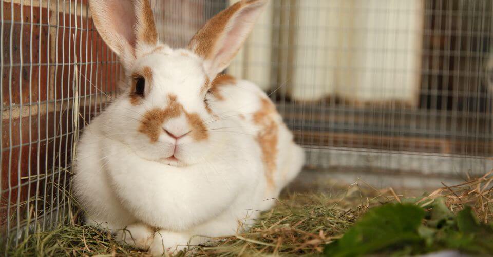 rabbit breeding on petmeetly.com