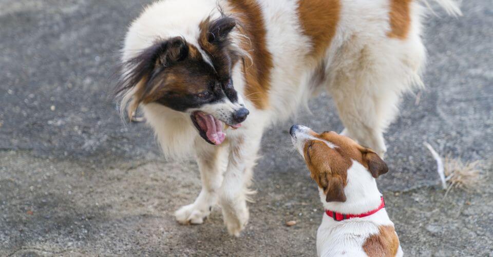 Aggression Towards Other Dogs-petmeetly.com