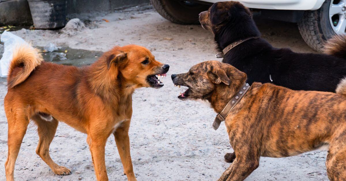 Managing Your Dog’s Aggression Towards Other Dogs