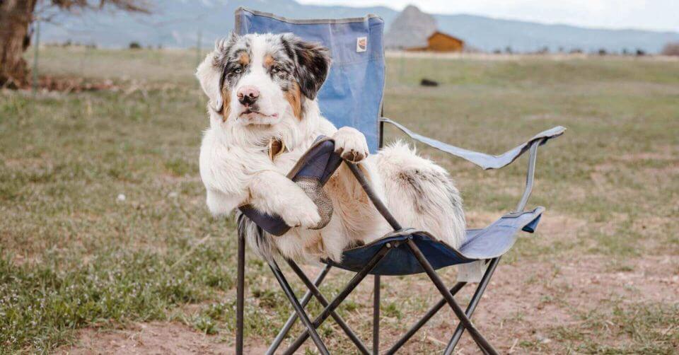 Australian Shepherd Dog- Therapy Dog on Petmeetly.com