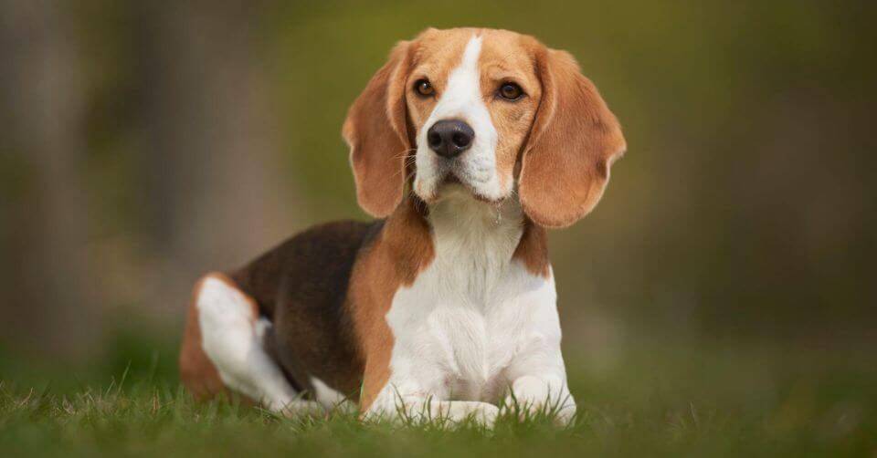 Beagle Dog- Therapy Dog on Petmeetly