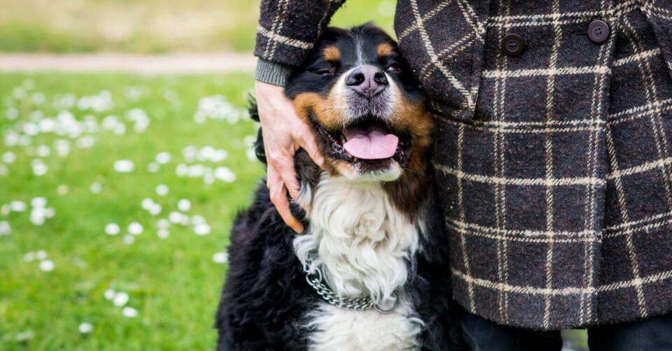 Bernese Mountain Dog- Therapy Dog on Petmeetly