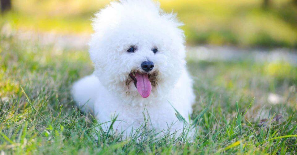 Bichon Frise Dog- Therapy Dog on Petmeetly