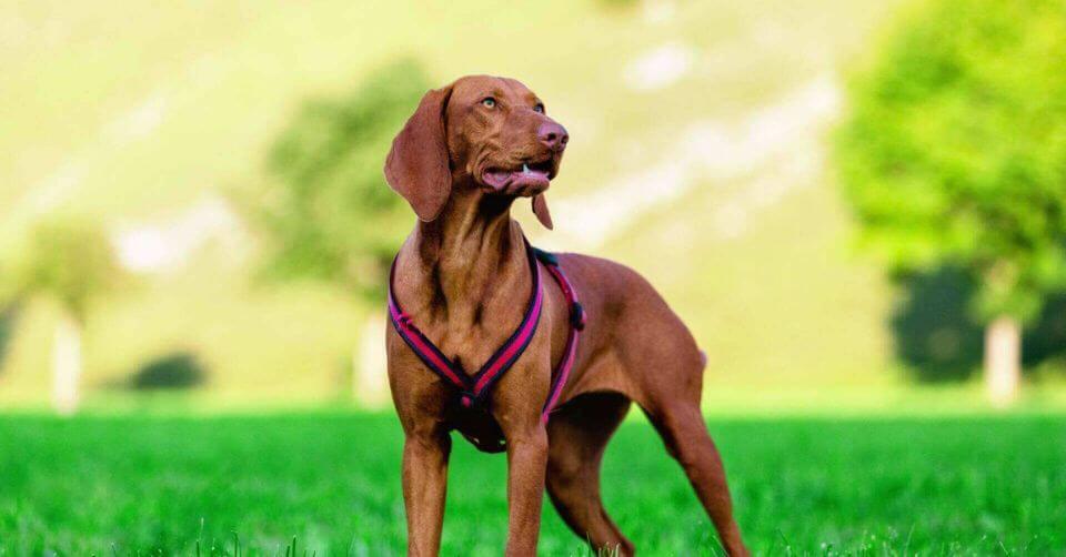 Bloodhound Dog- Service Dog on Petmeetly.com
